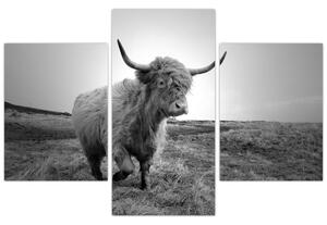 Obraz - Škótska krava, čiernobiela (90x60 cm)