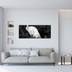 Obraz - Páv, čiernobiela (120x50 cm)