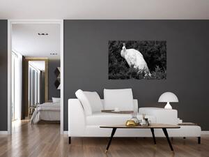 Obraz - Páv, čiernobiela (90x60 cm)