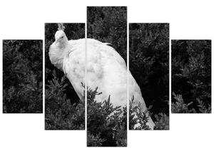 Obraz - Páv, čiernobiela (150x105 cm)