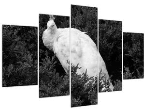 Obraz - Páv, čiernobiela (150x105 cm)
