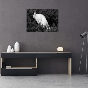 Obraz - Páv, čiernobiela (70x50 cm)