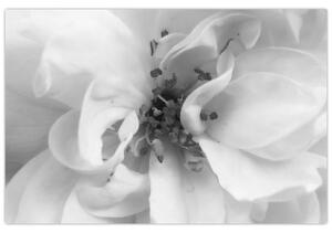 Obraz - Kvet, čiernobiela (90x60 cm)
