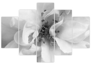 Obraz - Kvet, čiernobiela (150x105 cm)
