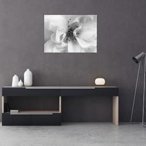Obraz - Kvet, čiernobiela (70x50 cm)