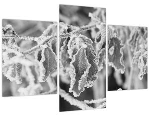 Obraz - Zmrznuté listy, čiernobiela (90x60 cm)