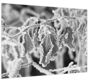 Obraz - Zmrznuté listy, čiernobiela (70x50 cm)