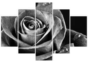 Obraz - Ruža, čiernobiela (150x105 cm)