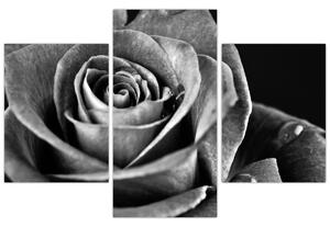 Obraz - Ruža, čiernobiela (90x60 cm)