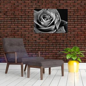Obraz - Ruža, čiernobiela (70x50 cm)