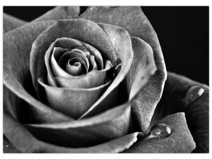 Obraz - Ruža, čiernobiela (70x50 cm)