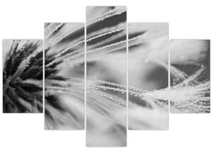 Obraz - Makro, čiernobiela (150x105 cm)