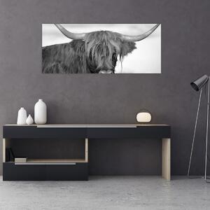 Obraz - Škótska krava 2, čiernobiela (120x50 cm)