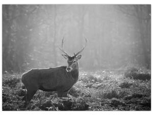 Obraz - Jeleň v lese, čiernobiela (70x50 cm)