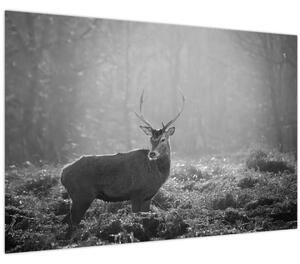 Obraz - Jeleň v lese, čiernobiela (90x60 cm)