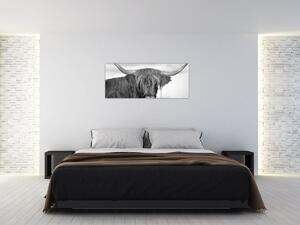 Obraz - Škótska krava 2, čiernobiela (120x50 cm)
