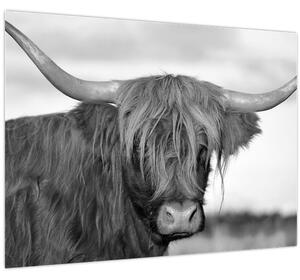 Obraz - Škótska krava 2, čiernobiela (70x50 cm)