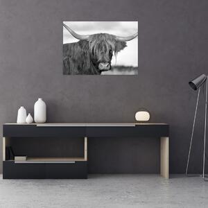 Obraz - Škótska krava 2, čiernobiela (70x50 cm)