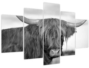 Obraz - Škótska krava 2, čiernobiela (150x105 cm)