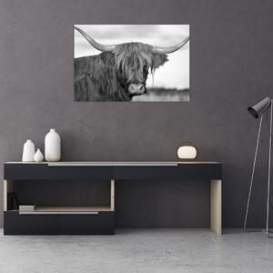 Obraz - Škótska krava 2, čiernobiela (90x60 cm)