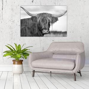 Obraz - Škótska krava 2, čiernobiela (90x60 cm)
