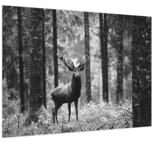 Obraz - Jeleň v lese 2, čiernobiela (70x50 cm)