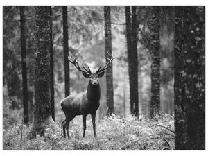 Obraz - Jeleň v lese 2, čiernobiela (70x50 cm)