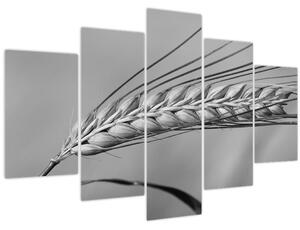 Obraz - Pšenica, čiernobiela (150x105 cm)