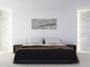 Obraz - Pšenica, čiernobiela (120x50 cm)