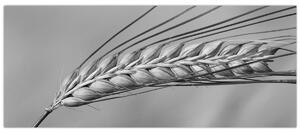 Obraz - Pšenica, čiernobiela (120x50 cm)