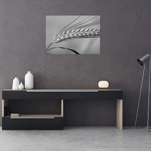 Obraz - Pšenica, čiernobiela (70x50 cm)