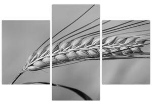 Obraz - Pšenica, čiernobiela (90x60 cm)