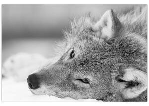 Obraz - Vlk, čiernobiela (90x60 cm)