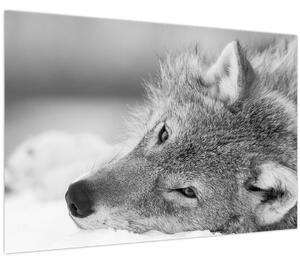 Obraz - Vlk, čiernobiela (90x60 cm)