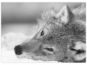Obraz - Vlk, čiernobiela (70x50 cm)