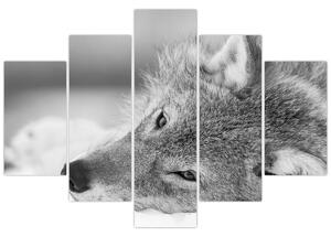 Obraz - Vlk, čiernobiela (150x105 cm)