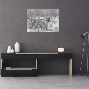 Obraz - Lišiak, čiernobiela (70x50 cm)