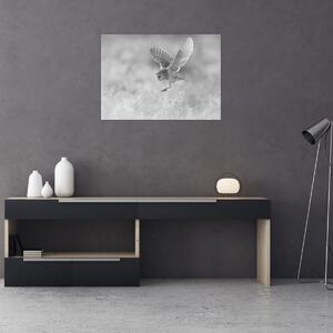 Obraz - Sova, čiernobiela (70x50 cm)