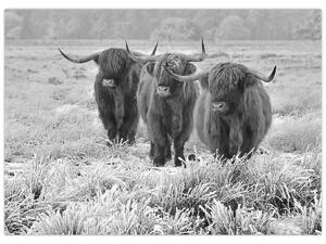 Obraz - Škótske kravy, čiernobiela (70x50 cm)