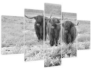 Obraz - Škótske kravy, čiernobiela (150x105 cm)