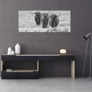 Obraz - Škótske kravy, čiernobiela (120x50 cm)