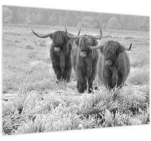 Obraz - Škótske kravy, čiernobiela (70x50 cm)