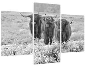 Obraz - Škótske kravy, čiernobiela (90x60 cm)