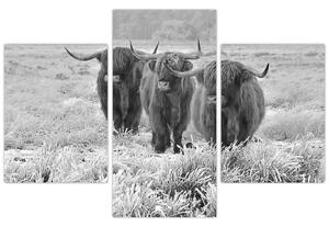 Obraz - Škótske kravy, čiernobiela (90x60 cm)