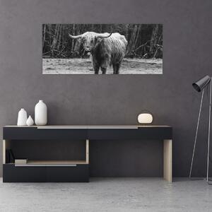 Obraz - Škótska krava 3, čiernobiela (120x50 cm)