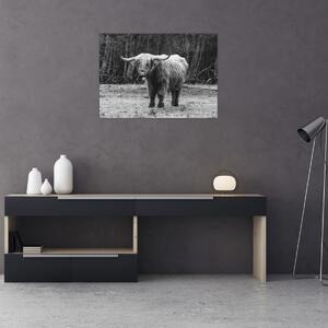 Obraz - Škótska krava 3, čiernobiela (70x50 cm)