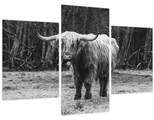 Obraz - Škótska krava 3, čiernobiela (90x60 cm)