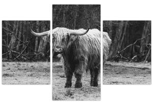 Obraz - Škótska krava 3, čiernobiela (90x60 cm)