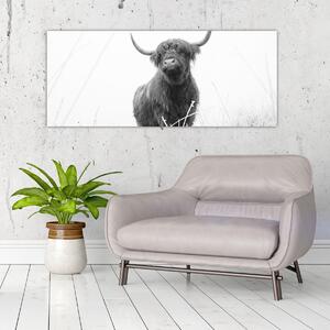 Obraz - Škótska krava 4, čiernobiela (120x50 cm)