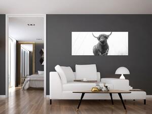 Obraz - Škótska krava 4, čiernobiela (120x50 cm)